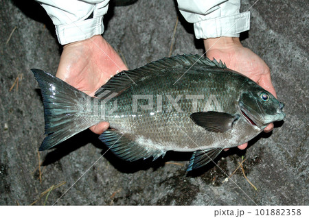 磯釣りで釣れたメジナを手で支え持って撮った 101882358