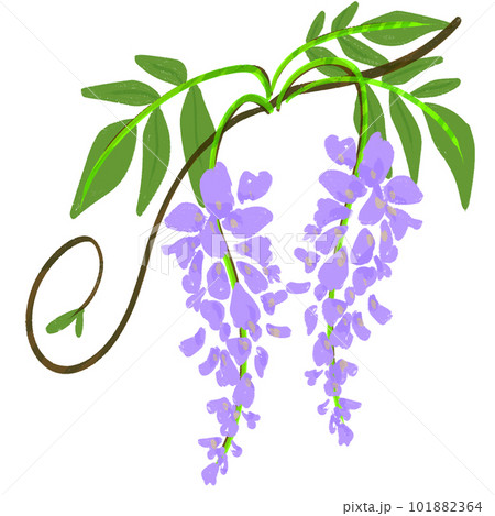 イラスト素材｜藤のイラスト 五月に咲く花 101882364