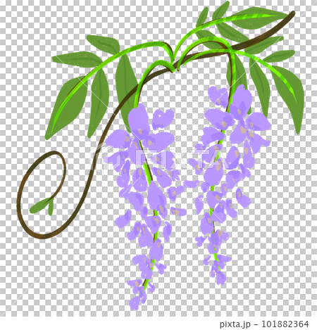 イラスト素材｜藤のイラスト 五月に咲く花 101882364
