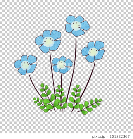 イラスト素材｜ネモフィラのイラスト 五月に咲く花 101882367