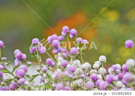 公園にピンク色のセンニチコウの花が咲いています。学名はGomphrena globosaです。 101882663