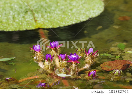 紫色のオニバス（鬼蓮）の花が咲いています。学名はEuryale feroxです。 101882762