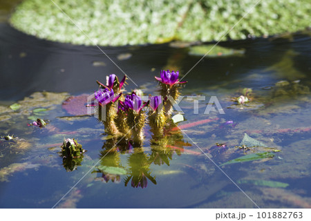 紫色のオニバス（鬼蓮）の花が咲いています。学名はEuryale feroxです。 101882763