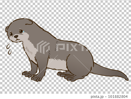 悲しむカワウソ 101882804