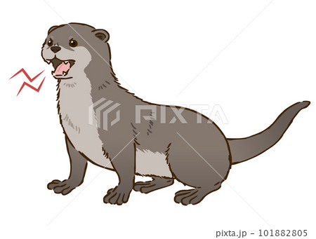 怒るカワウソ 101882805