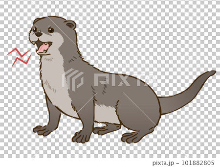 怒るカワウソ 101882805