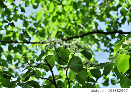 今が満開のウワミズザクラ 今が満開のウワミズザクラ 101882967