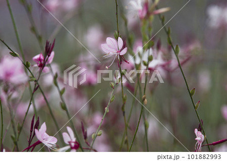 ピンク色のヤマモモソウ（山桃草）の花が咲いています。学名Oenothera lindheimeri  101882993