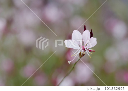 ピンク色のヤマモモソウ（山桃草）の花が咲いています。学名Oenothera lindheimeri  101882995