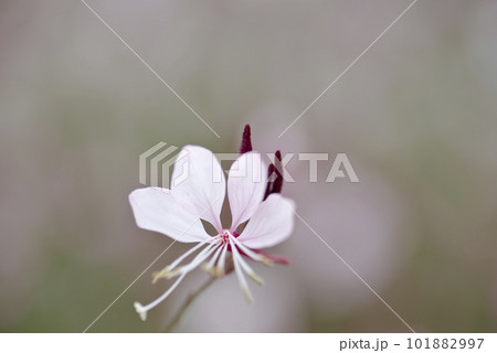 ピンク色のヤマモモソウ(山桃草)の花が咲いています。学名Oenothera lindheimeri ピンク色のヤマモモソウ(山桃草)の花が咲いています。学名Oenothera lindheimeri 101882997