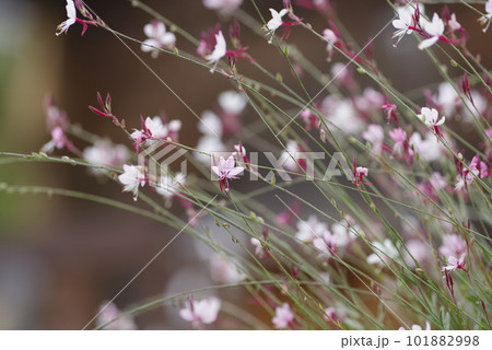 ピンク色のヤマモモソウ(山桃草)の花が咲いています。学名Oenothera lindheimeri ピンク色のヤマモモソウ(山桃草)の花が咲いています。学名Oenothera lindheimeri 101882998