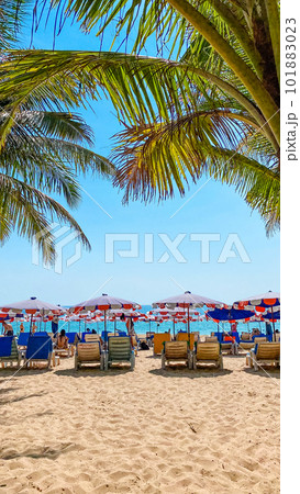 Coconut trees on island beach and summer vacation 101883023