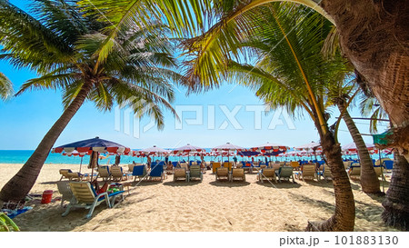 Coconut trees on island beach and summer vacation 101883130