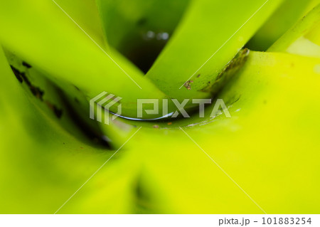 Stagnant water in green leaf plant in the garden 101883254