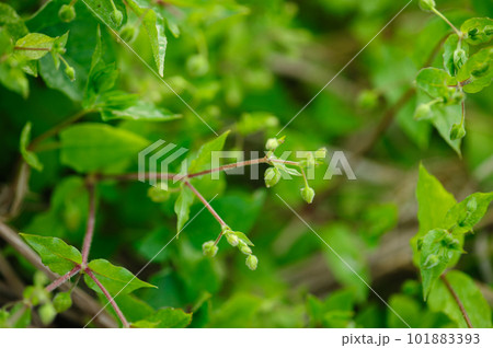 Chickweed ,Stellaria media in the garden. The plants are annual and with weak slender stems, they reach a length up to 40 cm. Chickweed ,Stellaria media in the garden. The plants are annual and with weak slender stems, they reach a length up to 40 cm. 101883393