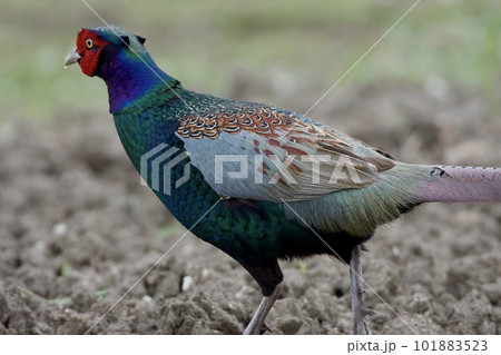 キジ pheasant / Japan キジ pheasant / Japan 101883523
