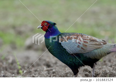 キジ pheasant / Japan キジ pheasant / Japan 101883524