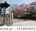 伝通院の桜 101883828