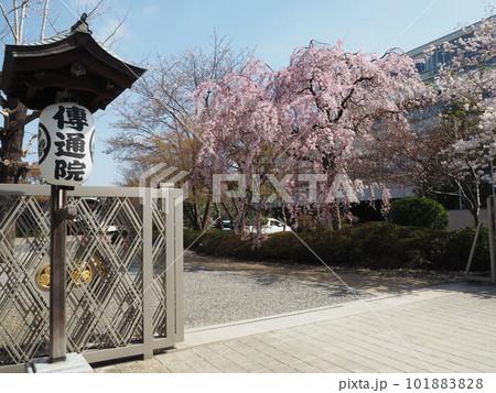 伝通院の桜 101883828