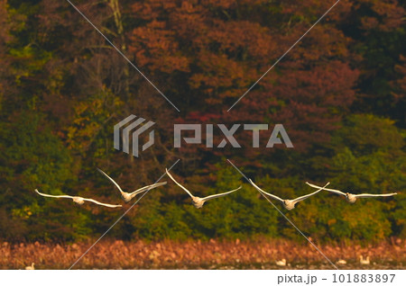 鶴岡下池の白鳥 101883897
