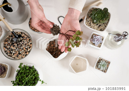 Woman holding Aeonium house Plant rooted cutting for planting potting 101883991