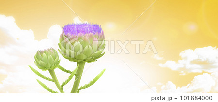 アーティチョークの花と夕焼け空　左　CG 101884000