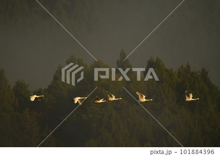 鶴岡下池の白鳥 鶴岡下池の白鳥 101884396