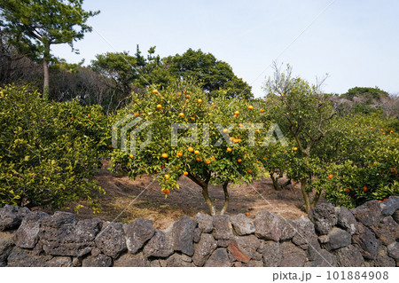 Beautiful citrus trees in Jeju Island, South Korea 101884908