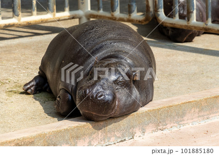 昼寝をするコビトカバ 昼寝をするコビトカバ 101885180