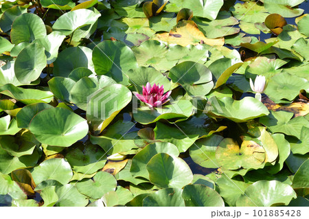 赤いハスの花と緑の葉 赤いハスの花と緑の葉 101885428