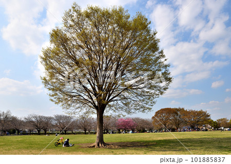寒川中央公園のシンボルの大木と芝生の広場に映るシルエット 寒川中央公園のシンボルの大木と芝生の広場に映るシルエット 101885837
