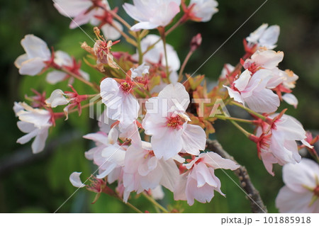 桜の花 101885918