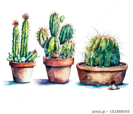 Cactus watercolor, cacti plant hand drawn, Vector illustration isolated on white background 101886093