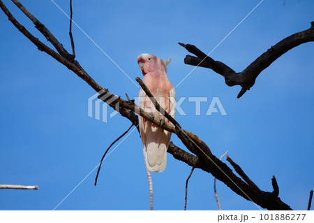鮮やかな色の野生動物 101886277