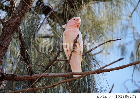 鮮やかな色の野生動物 101886278