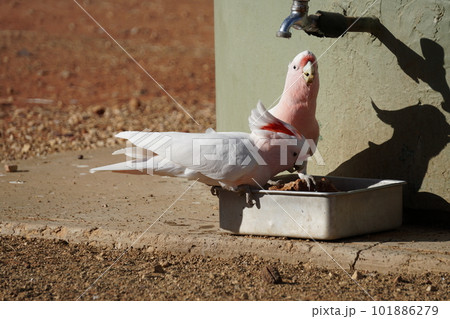 鮮やかな色の野生動物 101886279