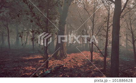 Forest of trees with dirt floor in the morning 101886628