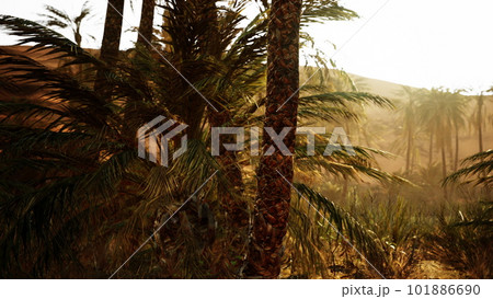 Palm trees in the desert Palm trees in the desert 101886690