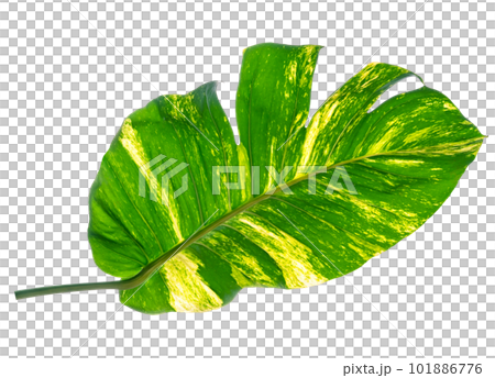green leaves pattern of Epipremnum aureum foliage isolated, leaf exotic tropical, Devil's ivy, Golden pothos 101886776