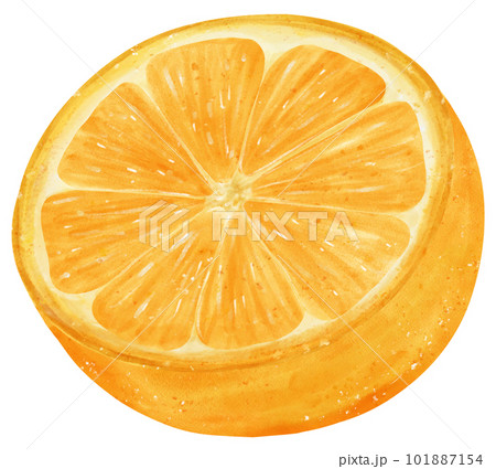 Watercolour piece sliced cut orange fruit hand painted illustration 101887154