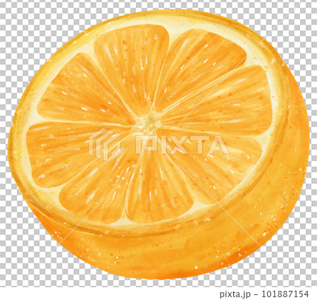 Watercolour piece sliced cut orange fruit hand painted illustration 101887154