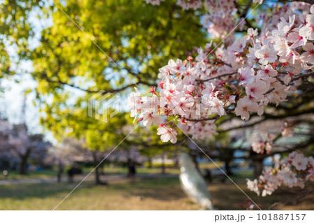 【春】徳島中央公園の桜 【春】徳島中央公園の桜 101887157