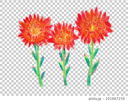 Crayon illustration of flowers inspired by carnations 101887250