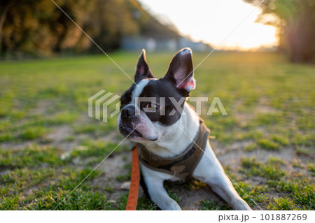 公園でくつろぐボストンテリア 101887269