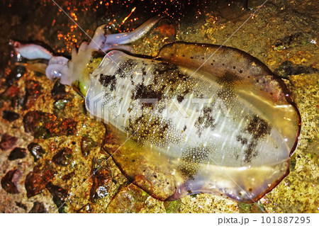 瀬戸内海で釣れたアオリイカ 瀬戸内海で釣れたアオリイカ 101887295