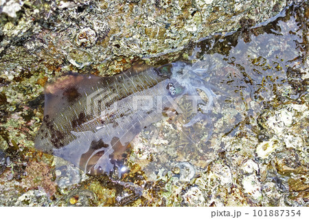 瀬戸内海で釣れたアオリイカ 101887354