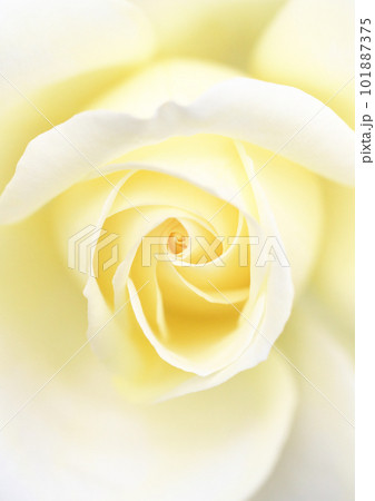 白い薔薇のクローズアップ 101887375
