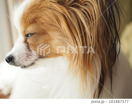 優雅な犬の横顔 101887377