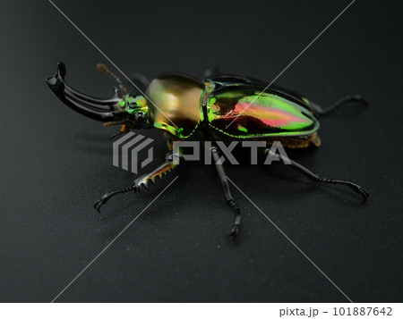 光輝くニジイロクワガタのオス 101887642