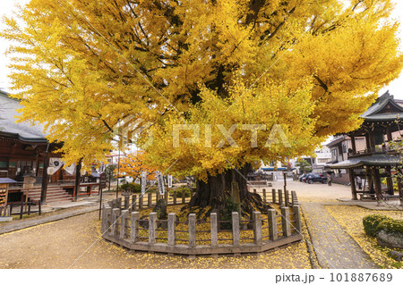 221117飛騨国分寺s087 101887689